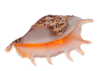 single isolated orange shellfish