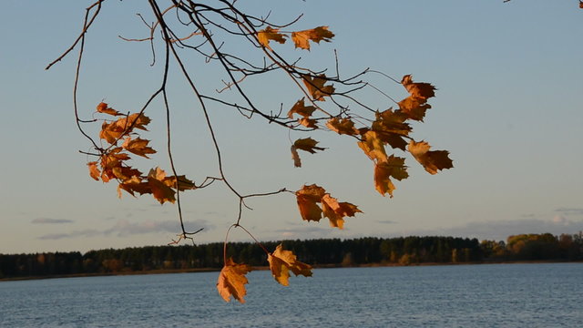 autumn maple leaves in the wind and lake