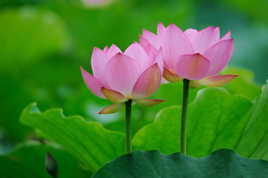 Fototapeta lotus flower .
