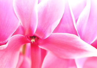 Fototapeta na wymiar Cyclamen Kwiat