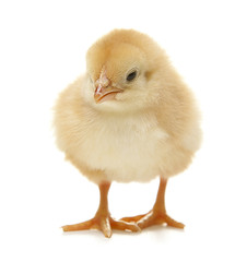 isolated easter chicken