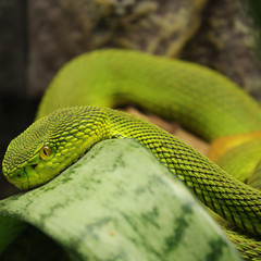 green snake