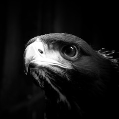 Golden eagle portrait of an eagle looking into the distance © Dead Tree World