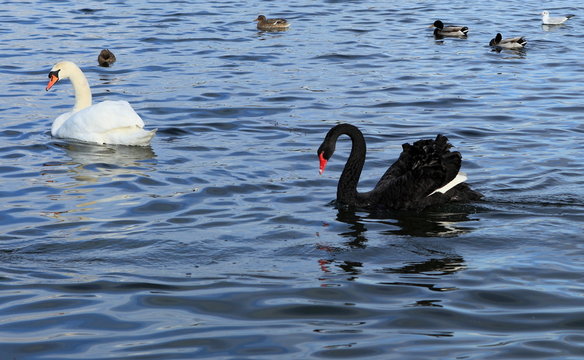 couple de cygnes noir et blanc