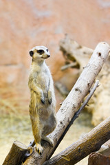 Suricate standing on guard