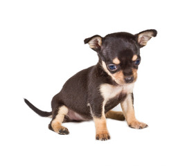 chihuahua puppy