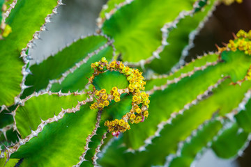 Close-up cactus