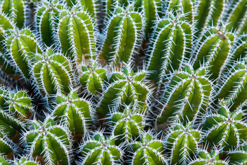 Fototapeta premium Close-up cactus