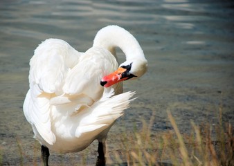 Łabędź © MartaSzloser