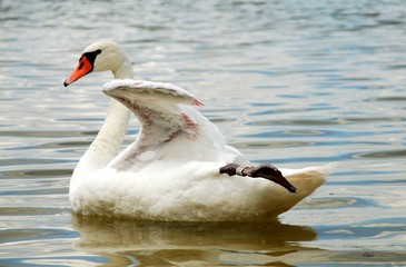 Łabędź © MartaSzloser