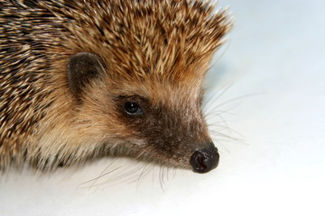 Igel