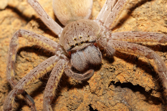 Close-up of a hairy spider with large fangs