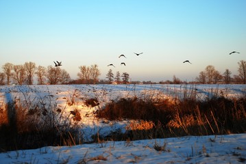 Obraz na płótnie Canvas Kaczki nad polami - pejzaż zimowy