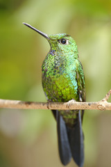 Resting Hummingbird