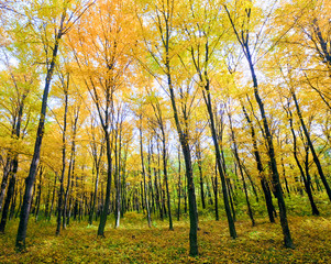 autumn mountain forest