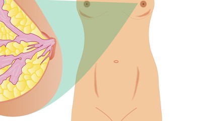 Female breast anatomic cross section