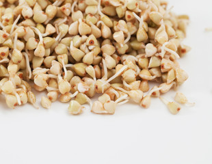 sprouts and a very useful green buckwheat