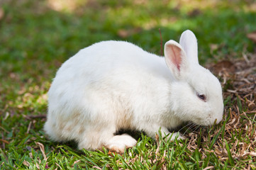 Cute Rabbit