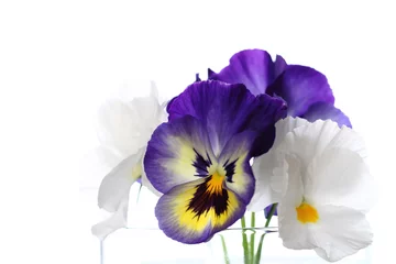 Photo sur Plexiglas Pansies 白と紫のパンジー