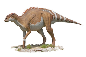 Dicraeosaurus Dinosaur - white background