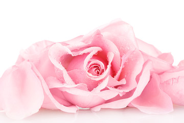 Fototapeta na wymiar Pink rose isolated on white