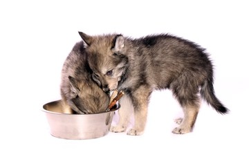 zwei Wolfshund Welpen mit Napf