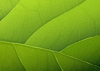 Grüne Blattstruktur. Vektorhintergrund, EPS10 © pashabo