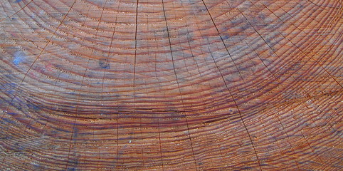 Naklejka premium TRONCO DI ALBERO TAGLIATO