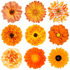 Selection of Orange Flowers Isolated on White