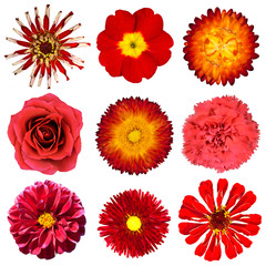 Collection of Red Flowers Isolated on White