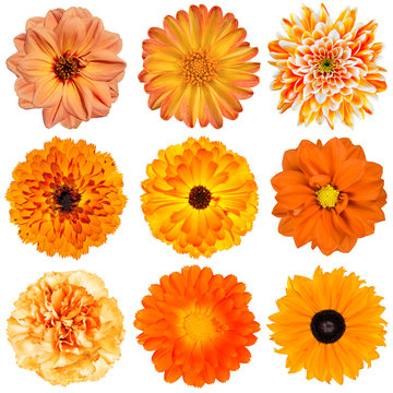 Selection of Orange Flowers Isolated on White