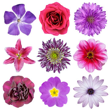 Various Pink, Purple, Red Flowers Isolated on White