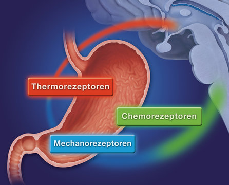 Magen und  Gehirn,Thermo-, Chemo- und Mechanorezeptorenwirkung