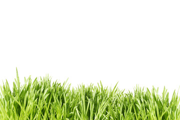 Fototapeta premium grass
