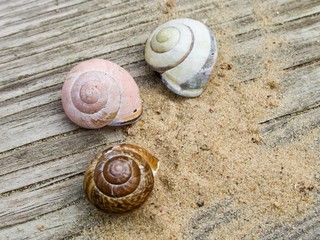 Drei Schneckenhäuser und Sand auf altem Holz