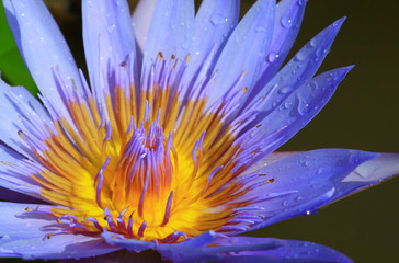 Obraz premium Beautiful blue lotus blossoming