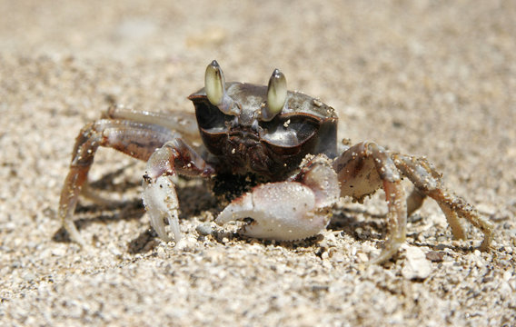 Brown Sand Crab On A Beach