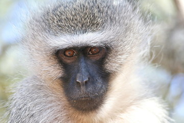 Obraz premium Vervet Monkey