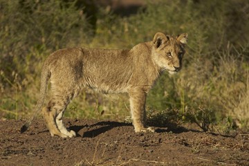 African Lion Cub (Panthera leo)