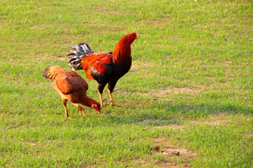 chicken, hen and cock, on green field in evening.