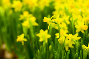 Flowerbed with yellow small daffodils in spring.