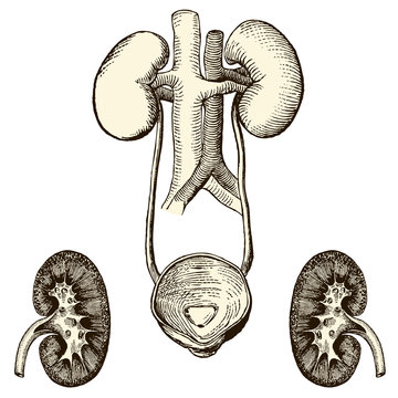 Syst&egrave;me renal
