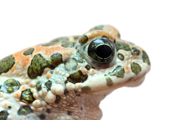 toad macro portrait