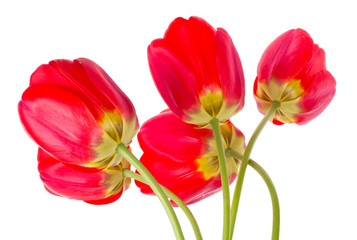 red tulips bouquet