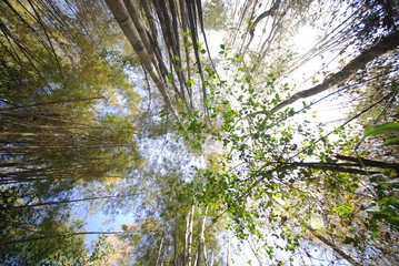 Fototapeta premium view of tree and sky in forests