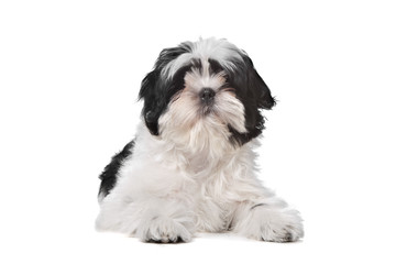Shih Tzu dog