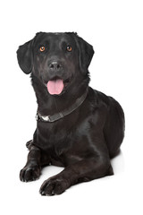 black Labrador