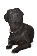 black Labrador