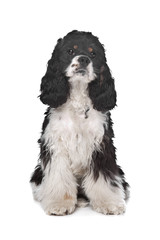 American Cocker Spaniel