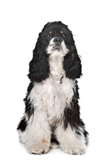 American Cocker Spaniel